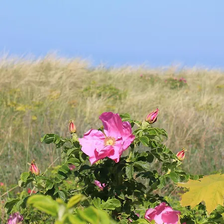 Modernes In Mit Garten Kuehlungsborn